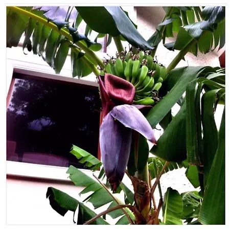 Отель Meril Club Marmaris (adults Only)